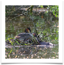 7 - Great Crested Grebe - Chris Beesley